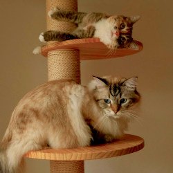 Cat Tree