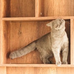 Wall Mounted Cat Tree